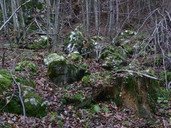 Der Wald - ein Erlebnis