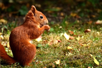 Dem Eichhörnchen auf der Spur