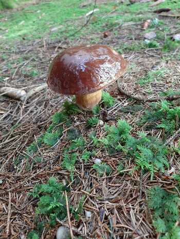 Aktiv mit allen Sinnen den Wald erkunden