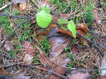 Aktiv mit allen Sinnen den Wald erkunden