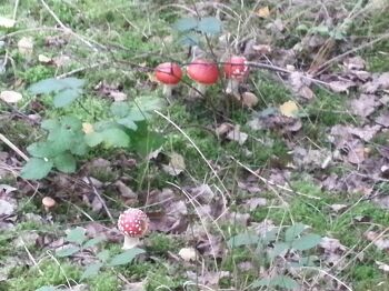 Der Wald - ein Erlebnis